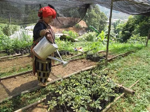 Khởi nghiệp với bài thuốc tắm lá của người Dao ảnh 4