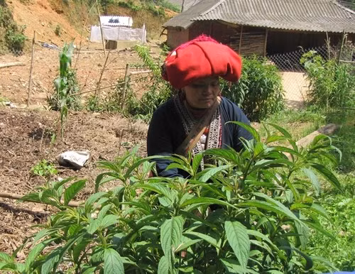 Khởi nghiệp với bài thuốc tắm lá của người Dao ảnh 3