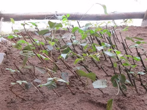 Khởi nghiệp với bài thuốc tắm lá của người Dao ảnh 5