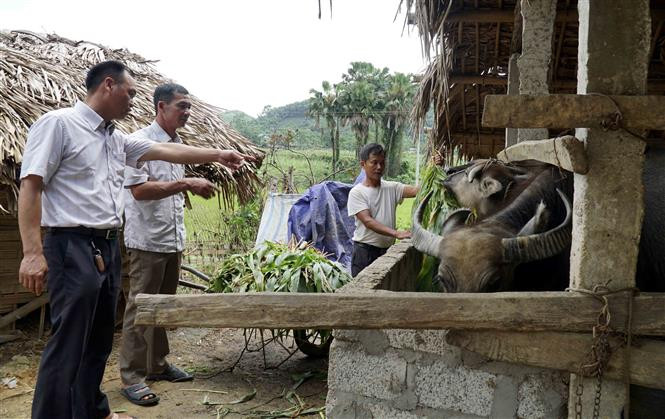 Ông Hương (đứng thứ 2 từ trái sang) cùng cán bộ xã Kim Quan thăm quan mô hình chăn nuôi trâu vỗ béo ở thôn Làng Hản, xã Kim Quan, huyện Yên Sơn. Ảnh: Vũ Quang - TTXVN Bí thư Chi bộ vùng cao Yên Sơn (Tuyên Quang) dân vận khéo ảnh 3