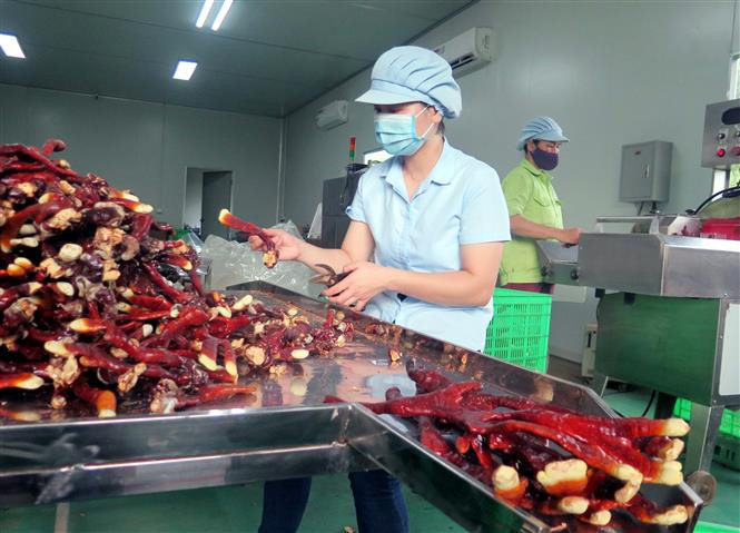 Chế biến nấm linh chi sừng hươu tại Công ty TNHH công nghệ sinh học Phú Gia. Ảnh: Trần Trang - TTXVN Nông trại trồng nấm Organic đầu tiên tại Thái Nguyên ảnh 2