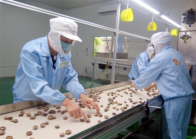Chế biến nấm đông cô tại Công ty TNHH công nghệ sinh học Phú Gia. Ảnh: Trần Trang - TTXVN Nông trại trồng nấm Organic đầu tiên tại Thái Nguyên ảnh 1
