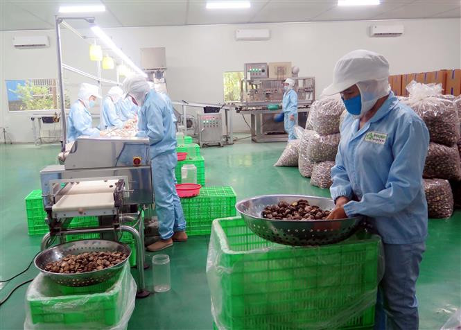 Phân loại và đóng gói sản phẩm nấm. Ảnh: Trần Trang - TTXVN Nông trại trồng nấm Organic đầu tiên tại Thái Nguyên ảnh 5