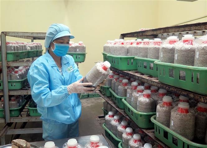 Các loại nấm được nhân giống ngay tại Công ty TNHH công nghệ sinh học Phú Gia. Ảnh: Trần Trang - TTXVN Nông trại trồng nấm Organic đầu tiên tại Thái Nguyên ảnh 3