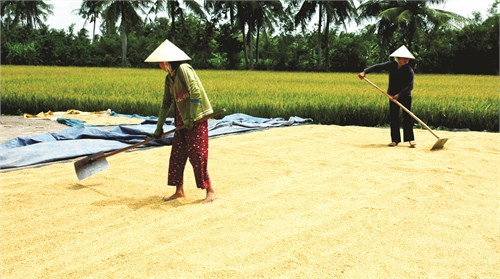 Nhiều hộ nông dân ở xã Vịnh Hưng, huyện Vĩnh Lợi được mùa nhờ tham gia mô hình cánh đồng mẫu lớn. Ảnh: dantocmiennui.vn Bạc Liêu nỗ lực giảm nghèo bền vững, nâng cao chất lượng đời sống cho người dân ảnh 2
