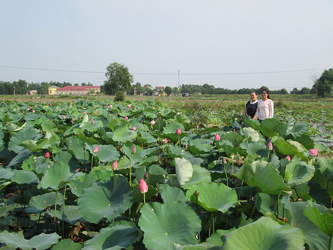 Mô hình trồng sen lấy hạt đang mang lại hiệu quả. Ảnh: baoquangtri.vn Lợi ích kép từ mô hình trồng sen ở vùng thấp trũng ảnh 1