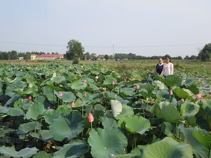 Lợi ích kép từ mô hình trồng sen ở vùng thấp trũng ảnh 1