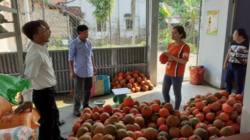Hợp tác xã Việt Thành, ở ấp Trà Kháo, xã Hòa Ân, huyện Cầu Kè bao tiêu gấc thương phẩm cho bà con ở địa phương. Ảnh: travinh.gov.vn Nông dân ở Trà Vinh trồng gấc cho thu nhập trên 250 triệu đồng/ha mỗi năm ảnh 2