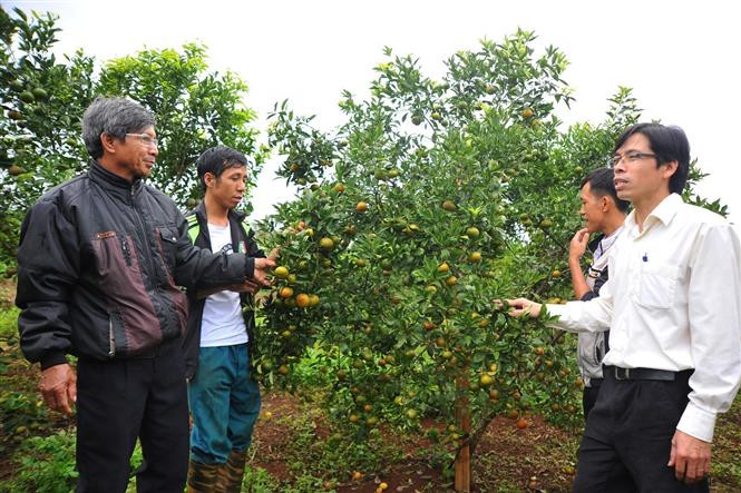 Mô hình trồng cây ăn quả ở xã Krong, huyện KBang. Ảnh: Hoài Nam - TTXVN Cuộc sống mới trên vùng căn cứ cách mạng KBang - Gia Lai ảnh 2