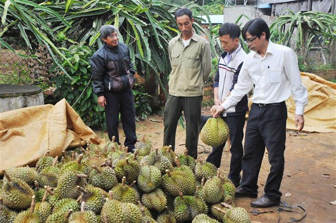 Mô hình trồng cây ăn quả ở xã Krong, huyện KBang. Ảnh: Hoài Nam - TTXVN Cuộc sống mới trên vùng căn cứ cách mạng KBang - Gia Lai ảnh 5