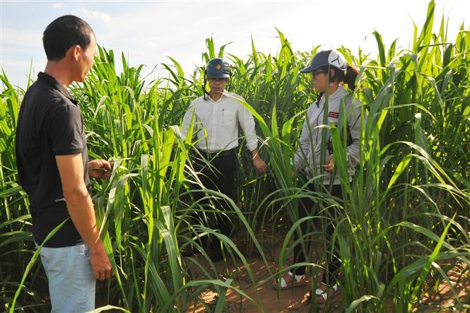 Mô hình trồng cỏ nuôi bò ở xã Tơ Tung, huyện KBang. Ảnh: Hoài Nam - TTXVN Cuộc sống mới trên vùng căn cứ cách mạng KBang - Gia Lai ảnh 3