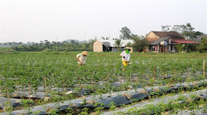Ruộng cây ớt an toàn của anh Lê Văn Thôi, thôn 5, xã Xuân Sinh, huyện Thọ Xuân, tỉnh Thanh Hóa. Ảnh: Nguyễn Nam-TTXVN Anh Lê Văn Thôi làm giàu nhờ mô hình trồng ớt an toàn xuất khẩu ảnh 4