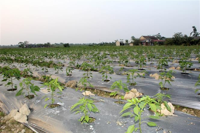 Ruộng trồng cây ớt an toàn của anh Lê Văn Thôi ở thôn 5, xã Xuân Sinh, huyện Thọ Xuân, tỉnh Thanh Hóa. Ảnh: Nguyễn Nam-TTXVN Anh Lê Văn Thôi làm giàu nhờ mô hình trồng ớt an toàn xuất khẩu ảnh 2