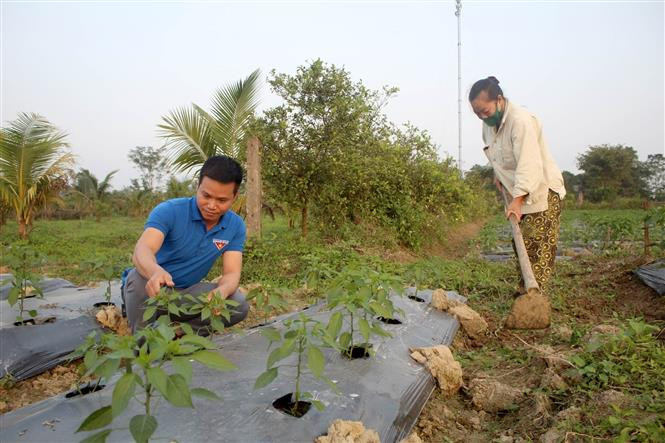 Anh Lê Văn Thôi, thôn 5, xã Xuân Sinh, huyện Thọ Xuân, tỉnh Thanh Hóa kiểm tra tốc độ sinh trưởng của cây ớt trong vườn. Ảnh: Nguyễn Nam-TTXVN Anh Lê Văn Thôi làm giàu nhờ mô hình trồng ớt an toàn xuất khẩu ảnh 3
