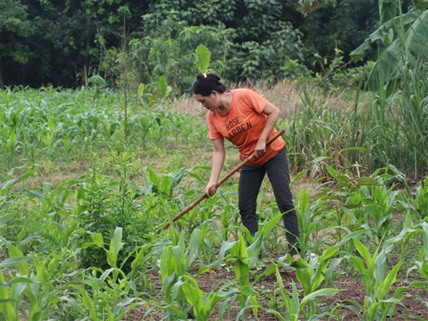 Gia đình bà Lý Chánh Kiêu, thôn Bình Giai, xã Phước Minh, huyện Bù Gia Mập (Bình Phước) thoát nghèo nhờ vay vốn trồng cây sầu riêng và xen canh cây ngô. Ảnh: Sỹ Tuyên - TTXVN Bình Phước với khát vọng thoát nghèo và quyết tâm “không để ai bị bỏ lại phía sau” ảnh 1