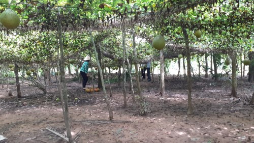 Cây gấc góp phần mang lại kinh tế ổn định cho người dân ở xã Hòa Ân, huyện Cầu Kè. Ảnh: travinh.gov.vn Nông dân ở Trà Vinh trồng gấc cho thu nhập trên 250 triệu đồng/ha mỗi năm ảnh 1