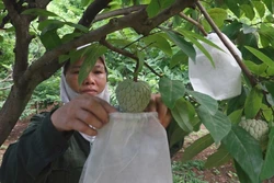 Lạng Sơn thúc đẩy liên kết phát triển nông nghiệp, nông thôn miền núi bền vững