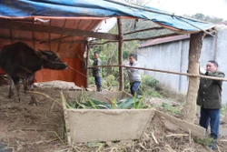 Vùng cao Lai Châu chủ động phòng, chống rét cho đàn vật nuôi