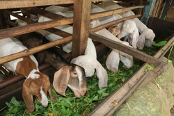 Tiềm năng nghề nuôi dê thịt, dê sữa ở những vùng đất khó