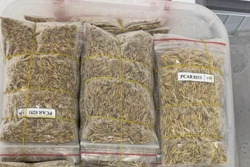 'Nhà khoa học của nông dân' và hành trình hồi sinh giống lúa quý