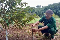 Cựu chiến binh làm giàu, giúp đồng bào dân tộc thiểu số xóa đói giảm nghèo