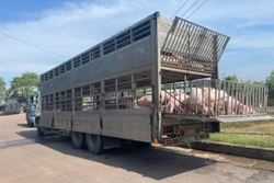 Phát hiện vận chuyển 220 con lợn nghi mắc dịch tả lợn châu Phi tại Gia Lai