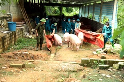Tuyên Quang: 53 xã công bố dịch tả lợn châu Phi
