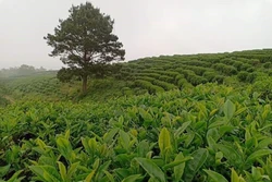 Cao Bằng quy hoạch lại vùng sản xuất thích ứng biến đổi khí hậu