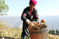 Ổn định sinh kế trên nương đá vùng cực Bắc