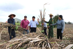 Giá mía thấp, đường tồn kho cao khiến doanh nghiệp nông dân gặp khó