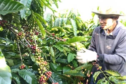 Tây Nguyên mở rộng mô hình canh tác cà phê thông minh