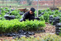 Tuyên Quang trồng rừng vượt kế hoạch năm 2025