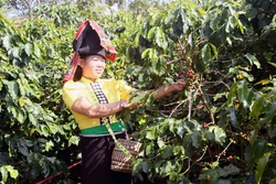 Xây dựng thương hiệu “Cà phê Muổi Nọi - Arabica Sơn La”, đa dạng sinh kế cho người dân
