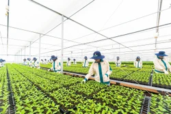 Gia Lai – Vùng đất vàng cho đầu tư nông nghiệp công nghệ cao