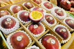 Gia Lai – Vùng đất vàng cho đầu tư nông nghiệp công nghệ cao