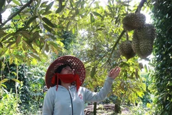 Cây sầu riêng - hiện thực hóa giấc mơ thoát nghèo