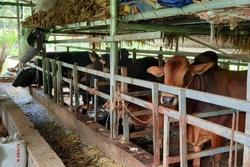 Giá trâu bò giảm mạnh - nghề chăn nuôi ở Cao Bằng gặp khó khăn