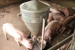 Phú Thọ công bố hết dịch tả lợn châu Phi tại 3 xã vùng cao