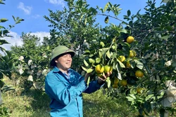 Đa dạng kênh tiêu thụ giúp cam Hà Tĩnh nâng cao sức cạnh tranh