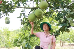 Ứng dụng '4 đúng' giúp nông dân tăng năng suất, giảm chi phí