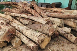 Đắk Lắk phát hiện vụ phá rừng, dọn đất trồng cà phê trái phép