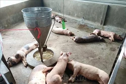 Kiểm soát dịch dịch tả lợn châu Phi, từng bước tái đàn
