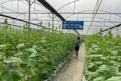 Vươn lên làm giàu nhờ nông nghiệp công nghệ cao