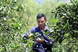 Sơn La phấn đấu có từ 1.000 hộ nông dân sản xuất, kinh doanh giỏi cấp tỉnh trở lên
