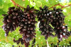 'Chìa khóa' nâng cao hiệu quả sản xuất ở Ninh Thuận