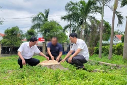 Chặt hạ 17 cây xanh trong khuôn viên trụ sở UBND xã để 'lấy kinh phí sửa chữa trụ sở'