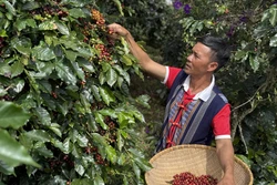 Đồng bào K’Ho xây dựng thương hiệu cà phê OCOP