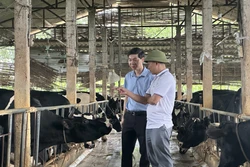Hành trình gắn sao cho sữa bò Vĩnh Tường