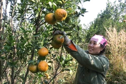 Nhà vườn Đắk Lắk vào giai đoạn 'nước rút' cung ứng vụ Tết