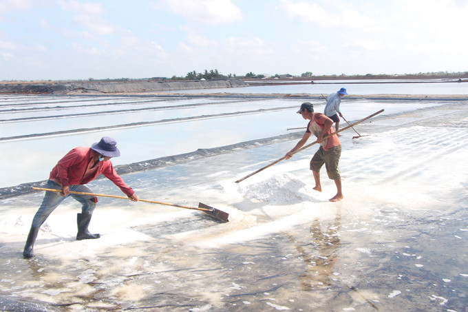 Nghề muối dù rất vất vả, sản xuất phụ thuộc vào thời tiết, nhưng thu nhập của diêm dân lại rất bấp bênh. Ảnh: Chanh Đa-TTXVN potal-ung-dung-khoa-hoc-cong-nghe-vao-san-xuat-giup-phat-trien-ben-vung-nghe-muoi-7901621.jpg